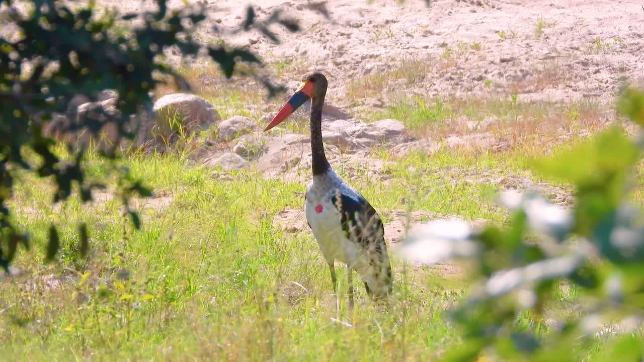 Wild saddle-billed stork or saddlebill (Ephippiorhynchus senegalensis) in Kruger National Park, South Africa