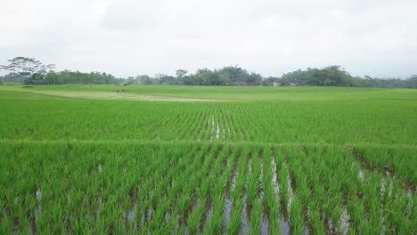 forward low angle drone shot of flooded rice field with young paddy plant in the morning