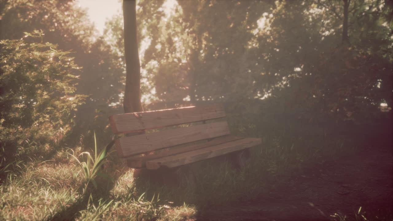 안개 숲 에 있는  빈 나무 벤치