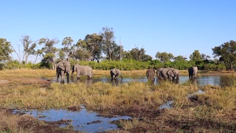 Eine-Herde-Afrikanischer-Buschelefanten-Entspannt-Sich-An-Heißen-Tagen-In-Einem-Kühlen-Wasserloch