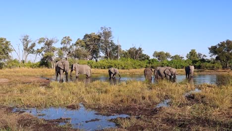 Herd-of-African-Bush-Elephants-relax-in-cool-watering-hole-on-hot-day