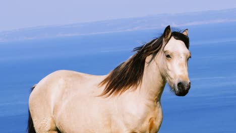 palomino horse on a cliffside overlooking the ocean