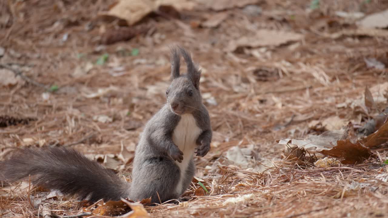 ardilla gris euroasiática en el suelo en el bosque de otoño - cámara lenta