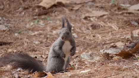 eurasian gray squirrel on the ground in autumn forest - slow-motion