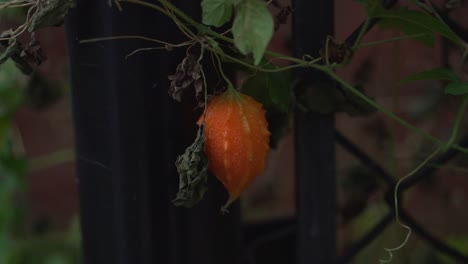 tiro de naranja amargo calabaza vides en la valla cerasee kerala planta de melón amargo con kerala colgado de las vides utilizado para hacer té de hierbas saludable bueno para la pérdida de peso
