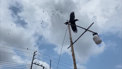 crow-resting-on-a-light-pole-and-takes