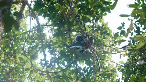 Langur-monkey-actively-feeding-in-the-jungle-canopy-around-the-temples-of-Angkor,-Cambodia