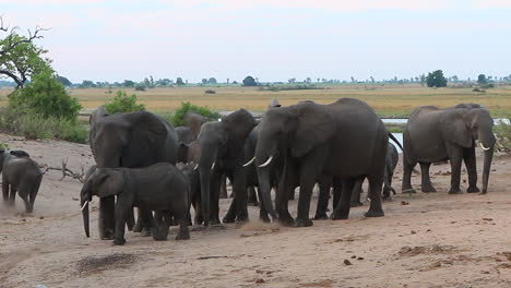 a herd of young and old african bush elephants on the chobe savanna