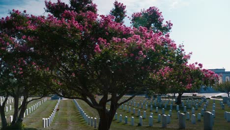 Arlington-Cementerio-Tumba-Yarda-Hierba-árboles-Floreciente-Cielo-Nubes-Anfiteatro-Naturaleza-Luz-Natural-4k