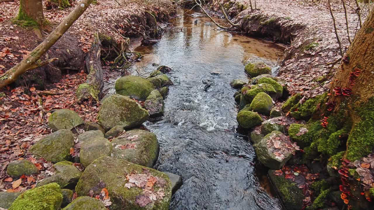 pequeña corriente de agua en el bosque profundo
