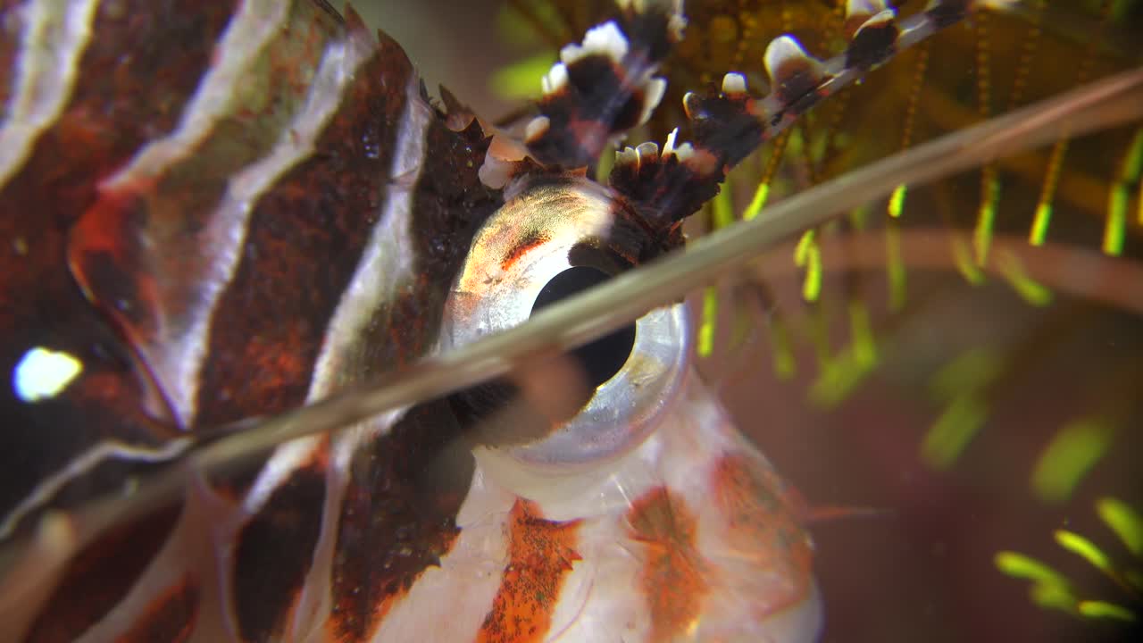 ojo de pez león súper de cerca