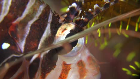 Lionfish-eye-super-close-up