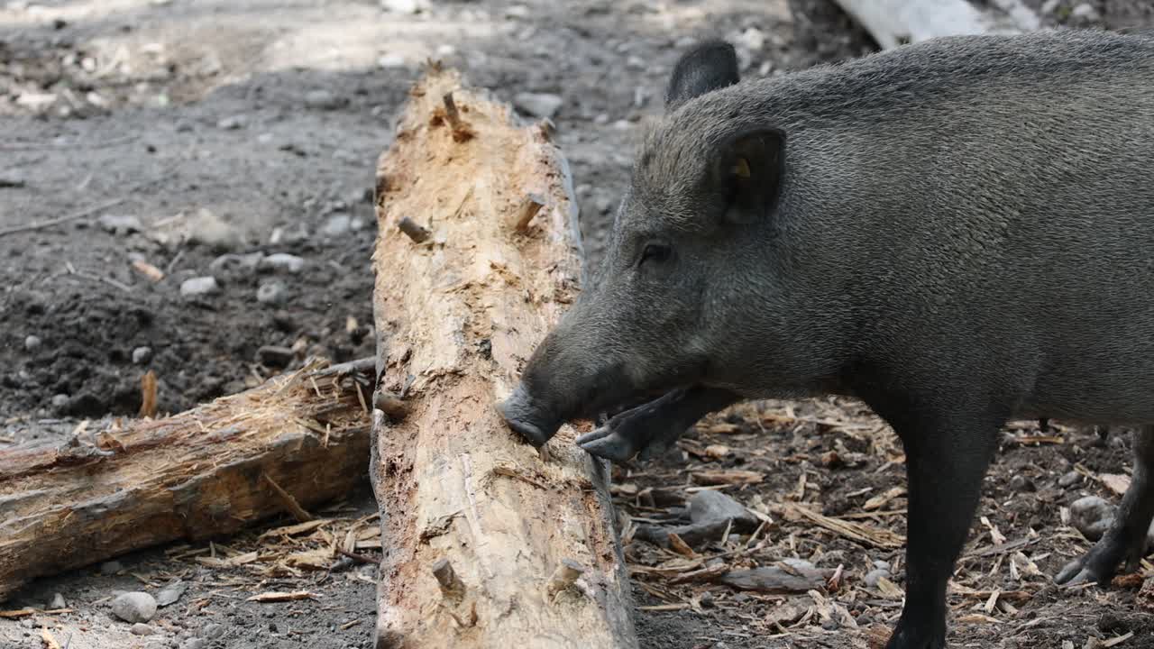 disparo de cerca de un jabalí negro mordiendo un árbol de madera en el suelo en el zoológico, cámara lenta