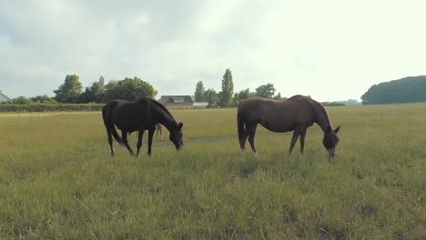 Caballos-Comiendo-En-Un-Prado-En-La-Parte-Sur-De-Suecia