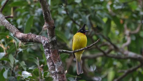 visto cagando y luego saltando durante una tarde muy ventosa en el bosque, bulbul rubigula flaviventris de cresta negra, tailandia