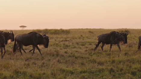 Wildebeest-Herd-on-Great-Migration-in-Africa,-Walking-on-Savannah-between-Masai-Mara-in-Kenya-and-Serengeti-in-Tanzania,-African-Wildlife-Animals-at-Sunrise-in-Maasai-Mara