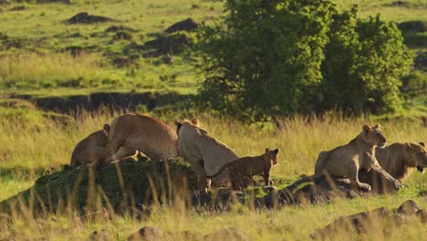 big 5 group of lions on small hill watching over the african plains, important conservation of wildlife in maasai mara national reserve