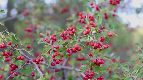 frutas rojas maduras de té orgánico en una rama