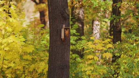 Una-Antigua-Pajarera-En-El-árbol-En-El-Bosque-De-Otoño