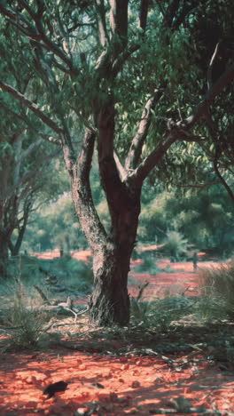 australian forest scene