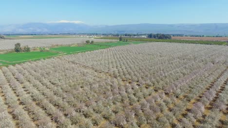 almond orchard from a drone shot in the upper galilee in israel