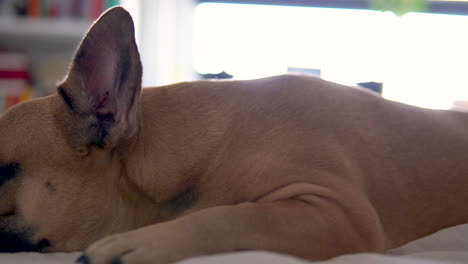 close up pan shot of puppy french bulldog resting on soft bed at home during daytime