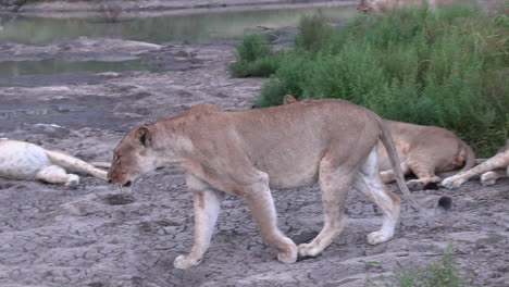 gimbal pan left shot of pride of lions resting near waterhole