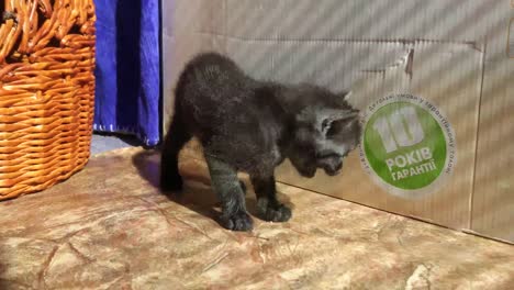 kittens