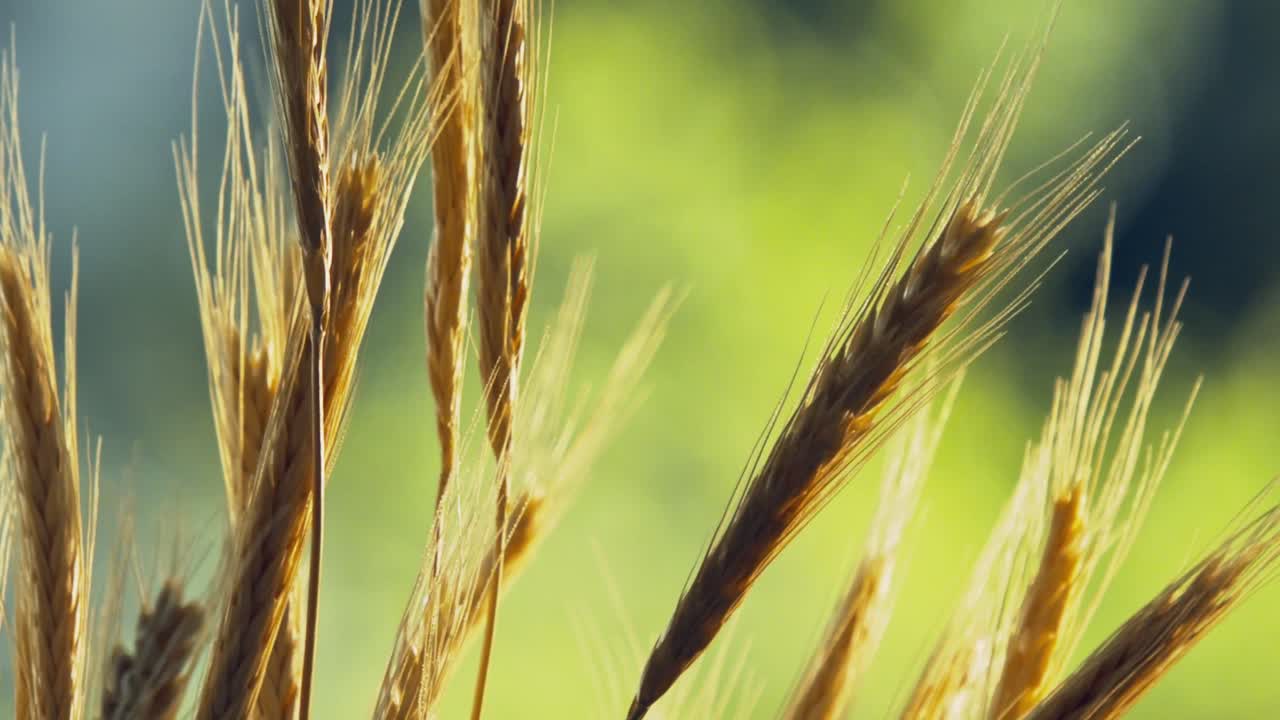 concepto de comida saludable de granja