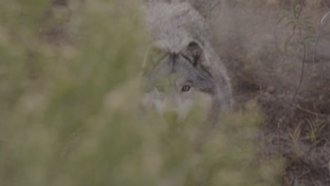 slow motion grey wolf chasing prey