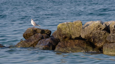 a seagull sitting on a rock in the water