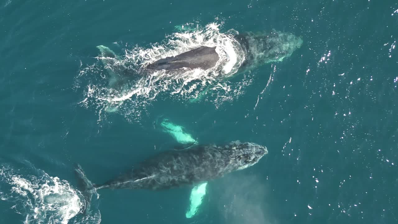 A pair of adult humpback whales migrate in winter. Aerial top down bird eye close up. Long tracking shot.