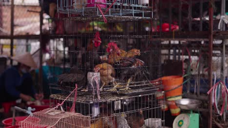 live poultry market in asia
