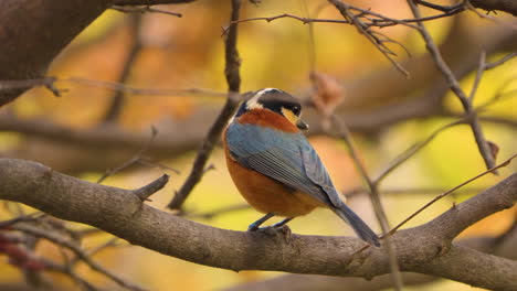 varied tit bird eating pignoli pine nut perched on branch close-up