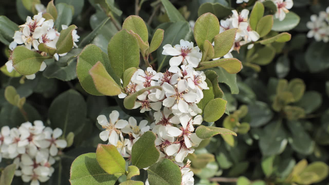 flores blancas durante la primavera en montpellier de cerca