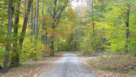 The-beauty-of-the-leaves-falling-in-the-forest-during-the-beauty-of-the-autumn-season