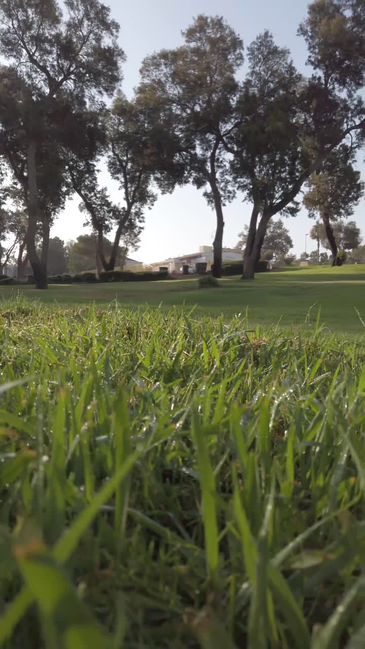Grass in the summer park close-up. Vertical video frame.