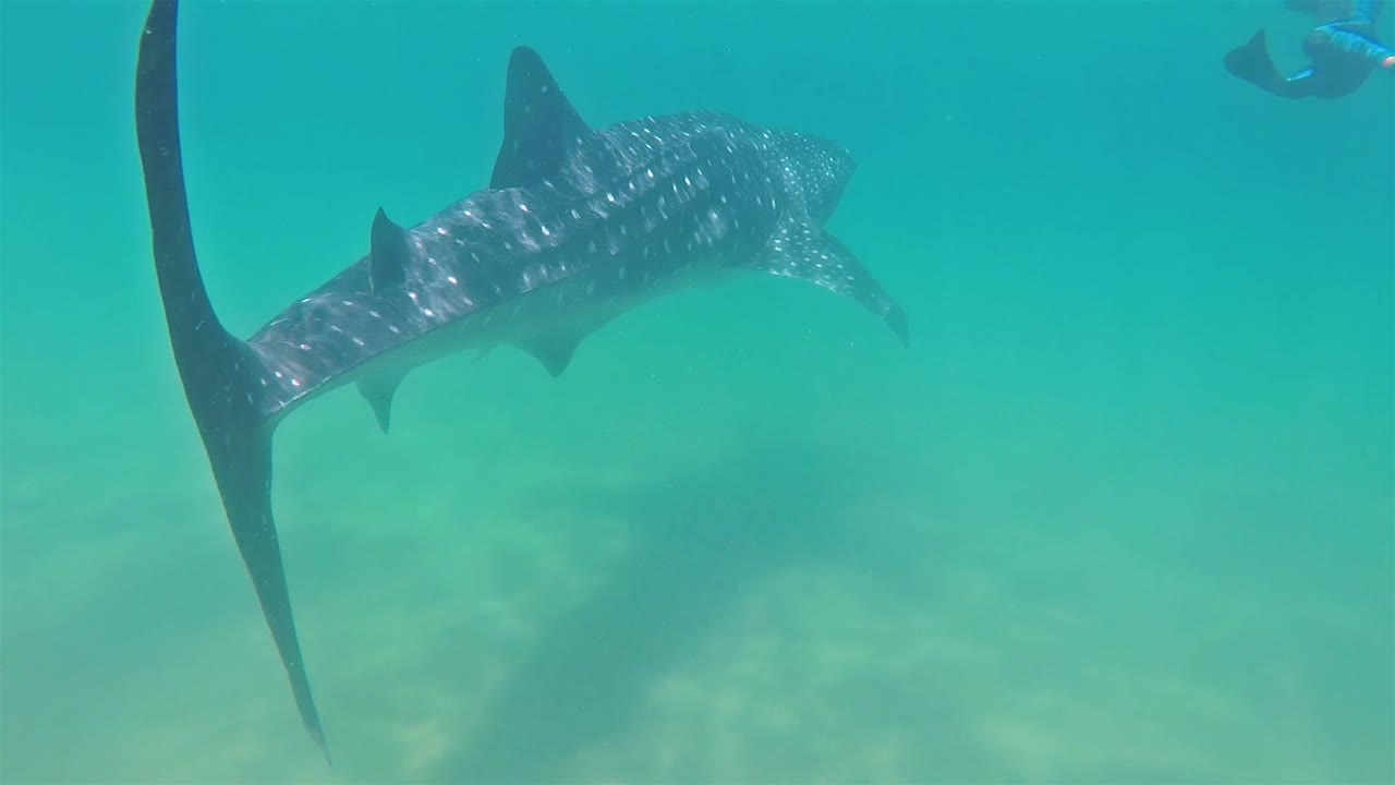 라파스 1에서 다이버들과 함께 거대한 바하 고래 상어 수중 수영