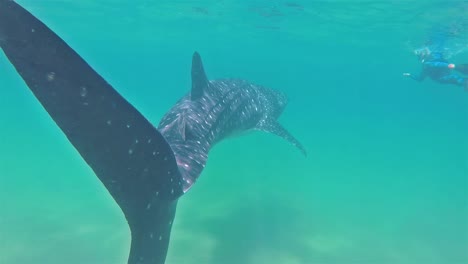 Un-Enorme-Tiburón-Ballena-Baja-Nadando-Bajo-El-Agua-Con-Buzos-En-La-Paz-1