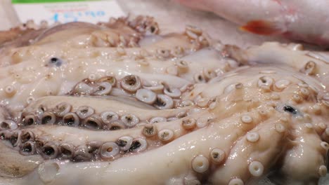 A closeup of octopus tentacles reveals intricate suction cups and unique texture of the marine creature