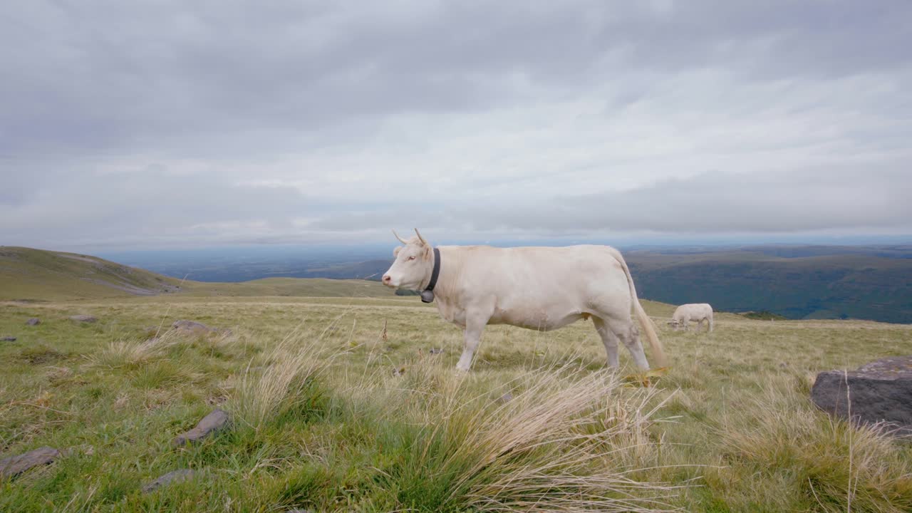 Cantal, Francia. Mucca bianca con un campanaccio in piedi su un crinale montuoso erboso nella regione dell'Alvernia. Bestiame al pascolo in un paesaggio nuvoloso. Scena agricola rurale