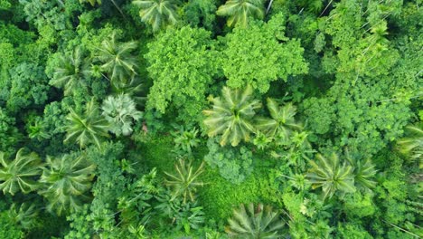 aerial or top view of deep green forest or jungle-5