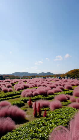 vibrant pink muhly grass in a garden
