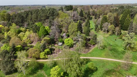 Trees-in-Parkland-Virgina-waters-Windsor-Surrey-England-drone,aerial