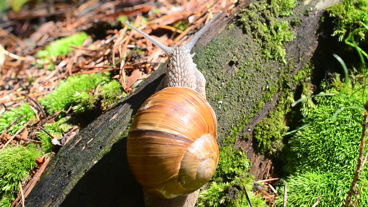 Lumaca nel bosco. Riprese di lumache