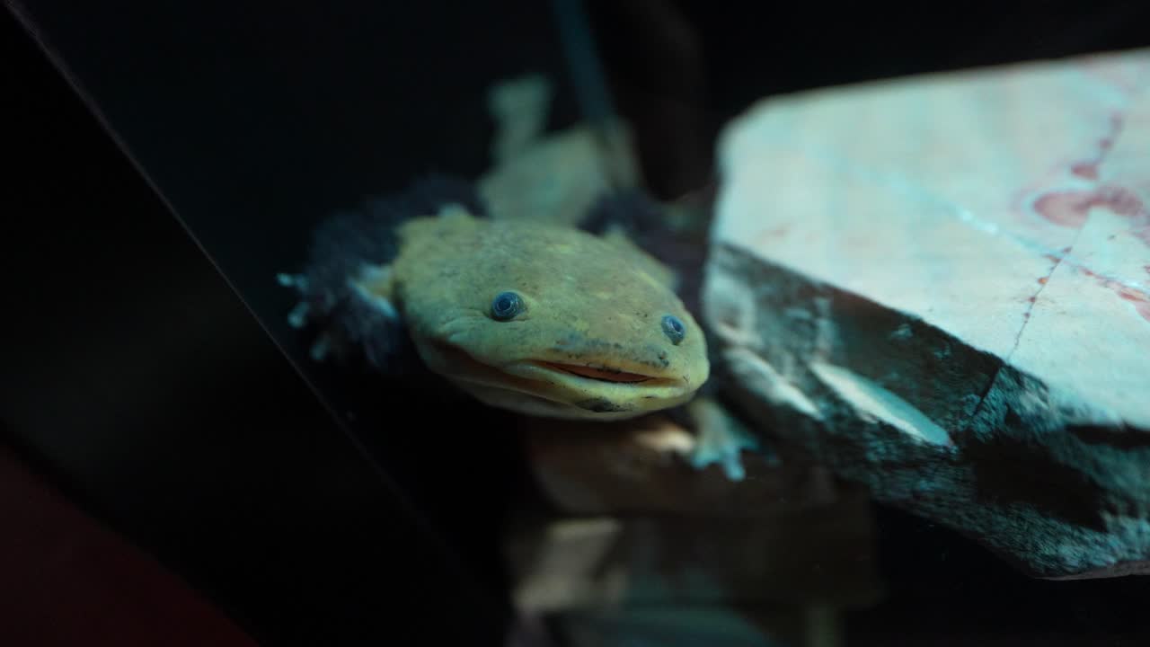 Axolotl, a Mexican amphibian once abundant in Lake Xochimilco, now endangered and considered a symbol of biodiversity loss in Latin America