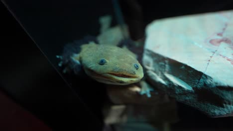 axolotl, a mexican amphibian once abundant in lake xochimilco, now endangered and considered a symbol of biodiversity loss in latin america