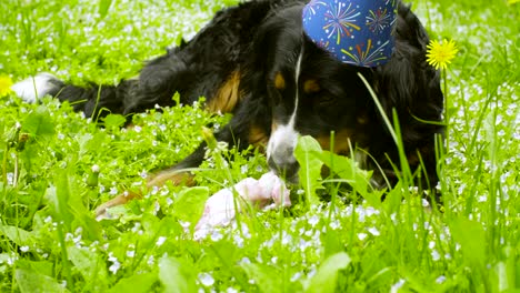 un perro con una gorra festiva comiendo un hueso