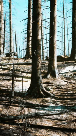 burned trees in a forest after a wildfire