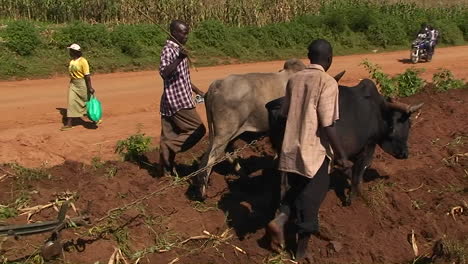 oxen are being used to help pull a plow through a field as people walk and ride motorbikes down a road